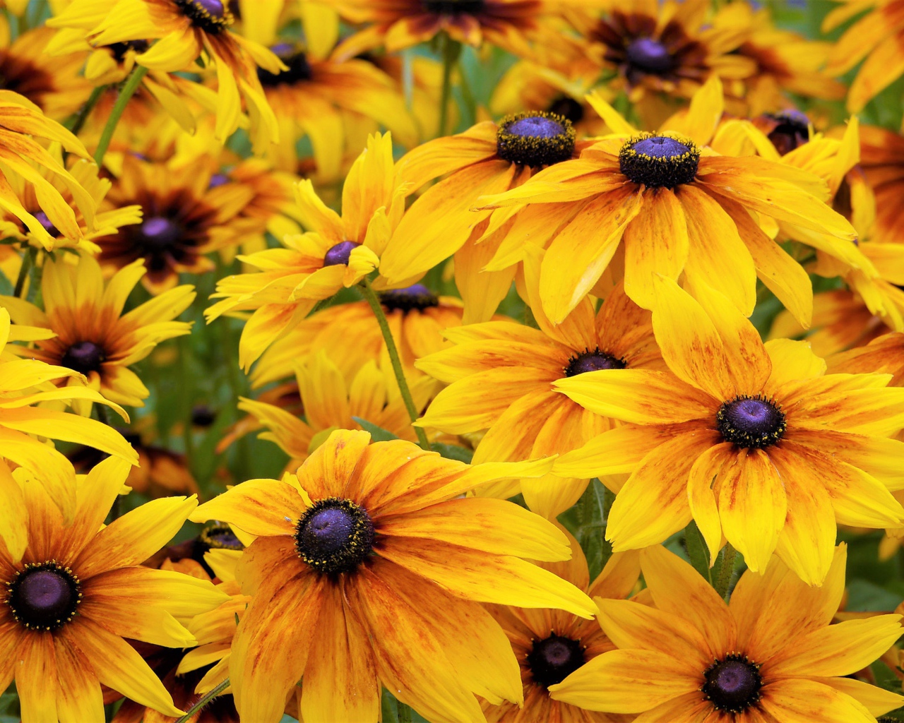 Желтые цветы рудбекии крупным планом