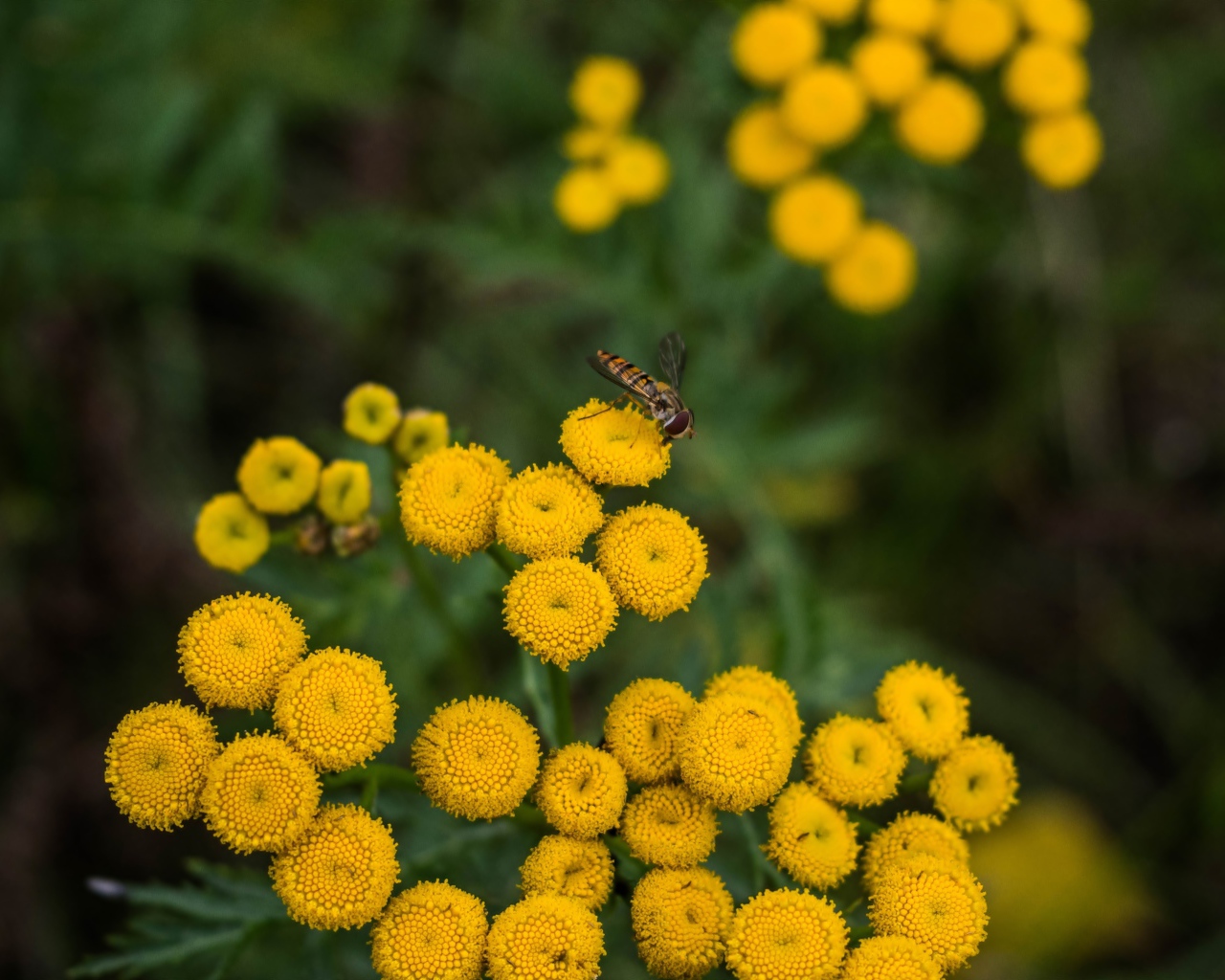 Желтые цветы пижмы крупным планом