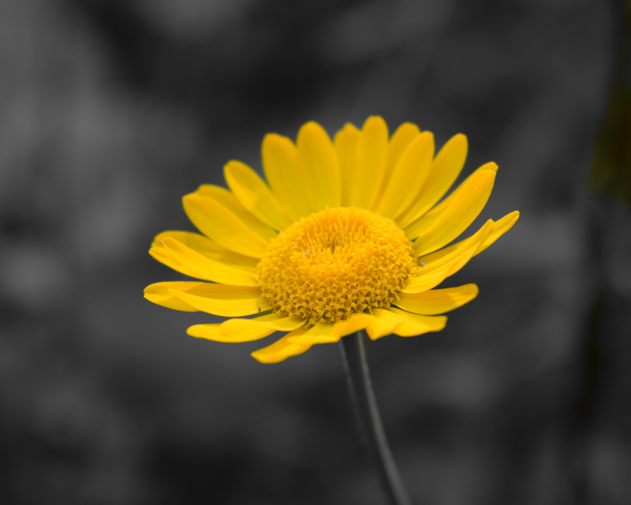 Желтый маленький цветок на сером фоне