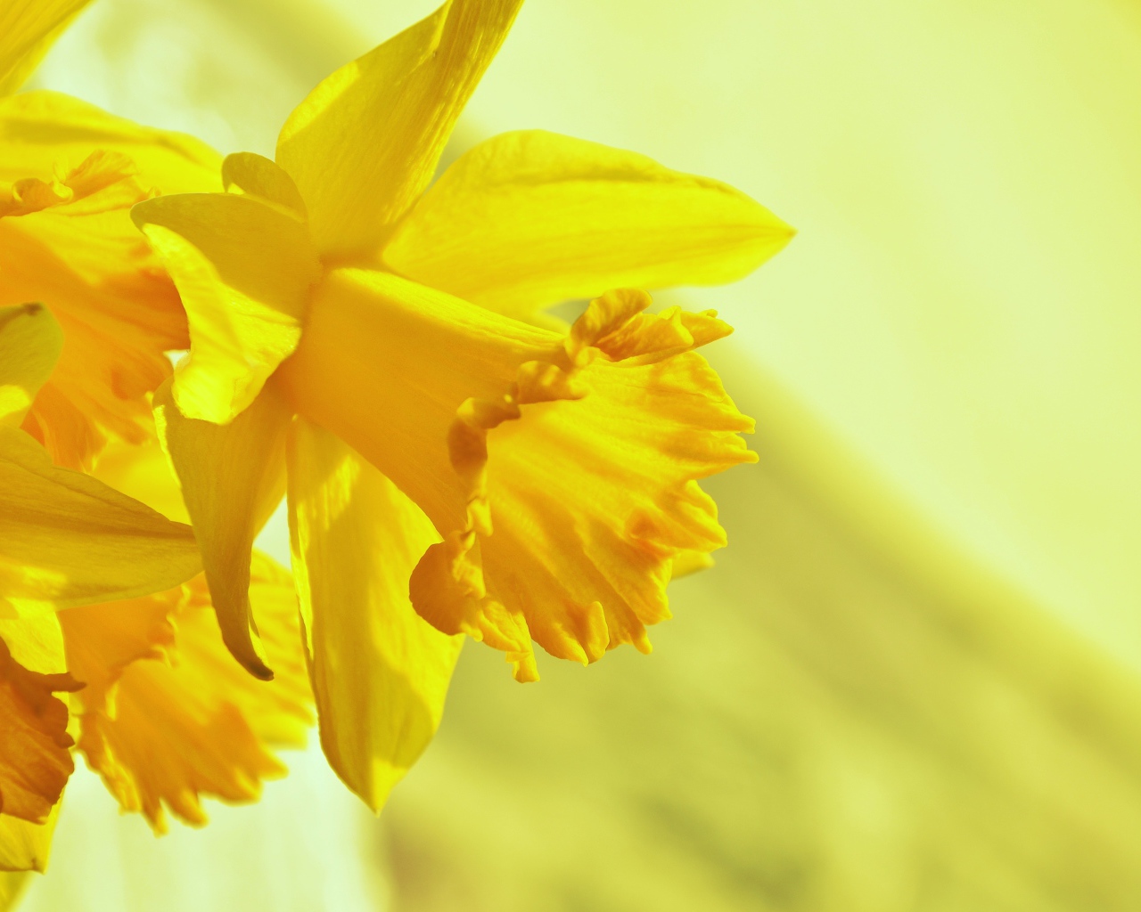 Желтый весенний цветок нарцисс крупным планом