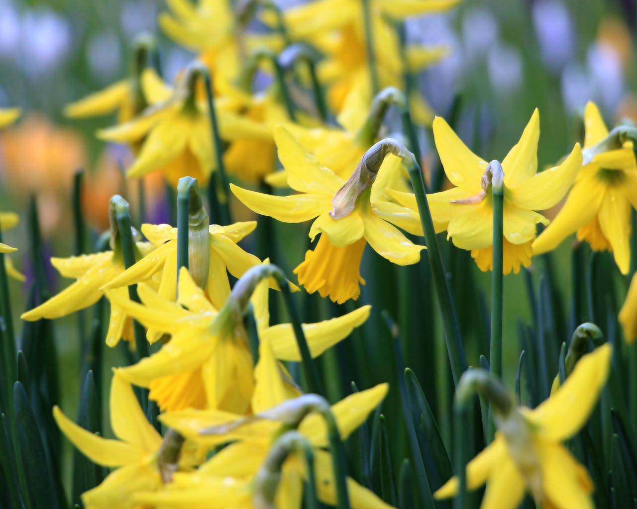 Желтые весенние цветы нарциссы