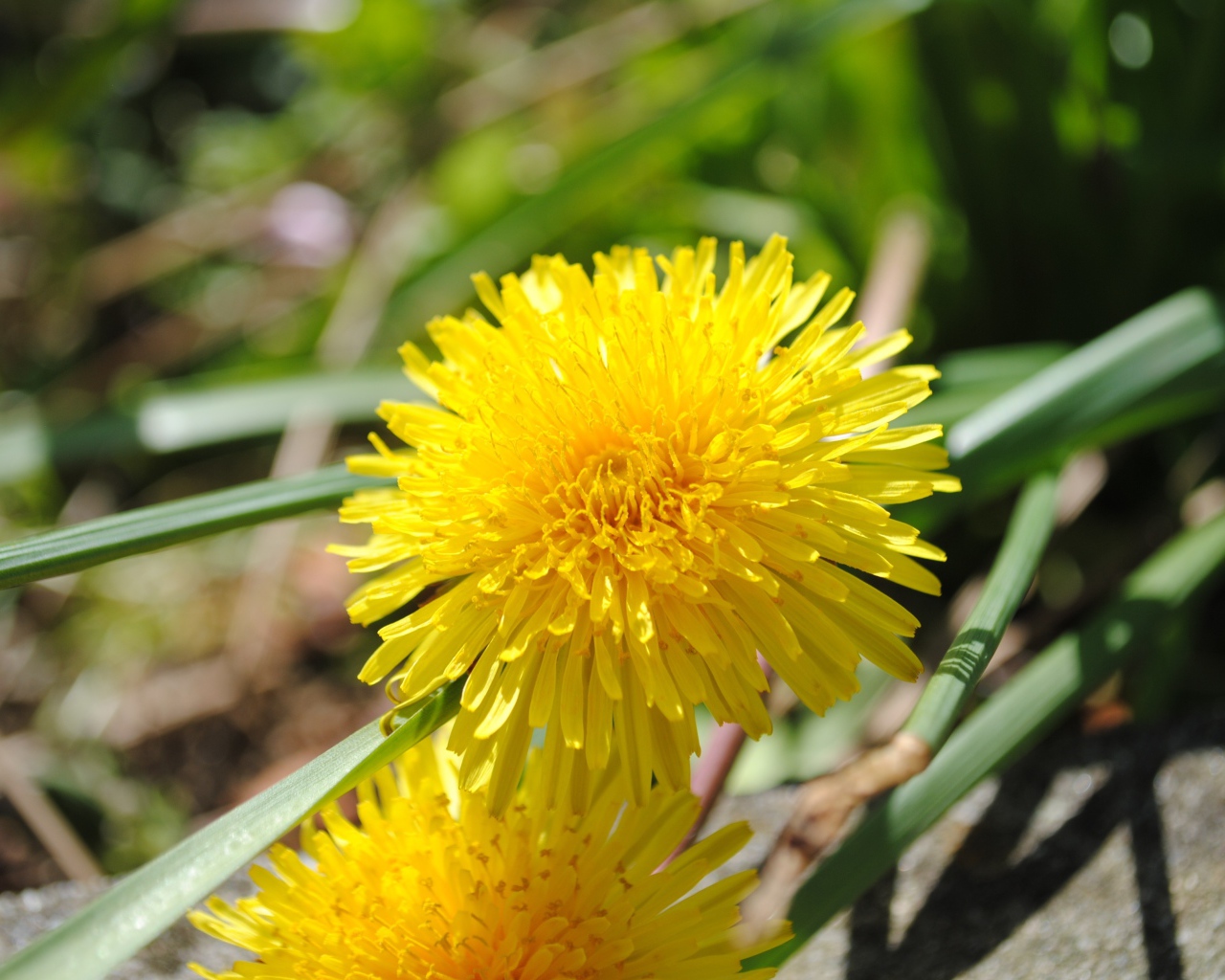 Желтый летний цветок одуванчика