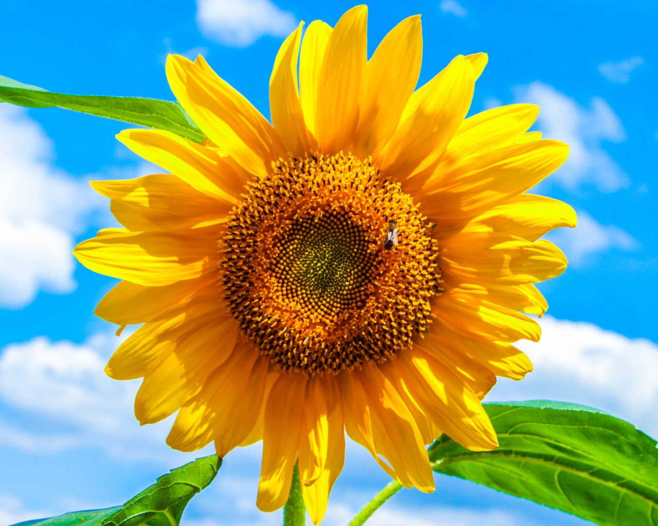 Желтый подсолнух на фоне голубого неба