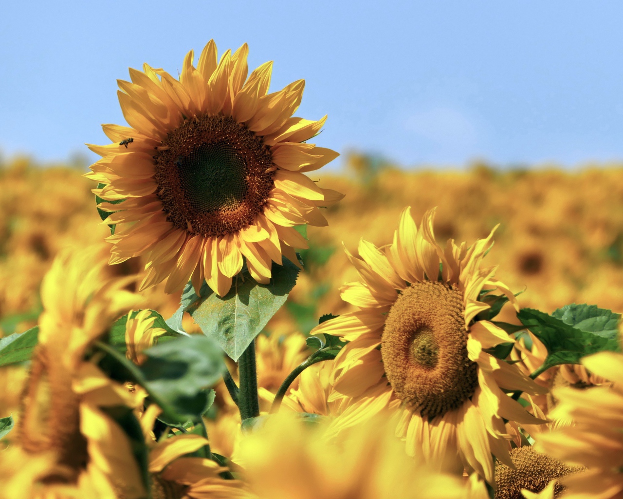 Желтые подсолнухи в поле под голубым небом