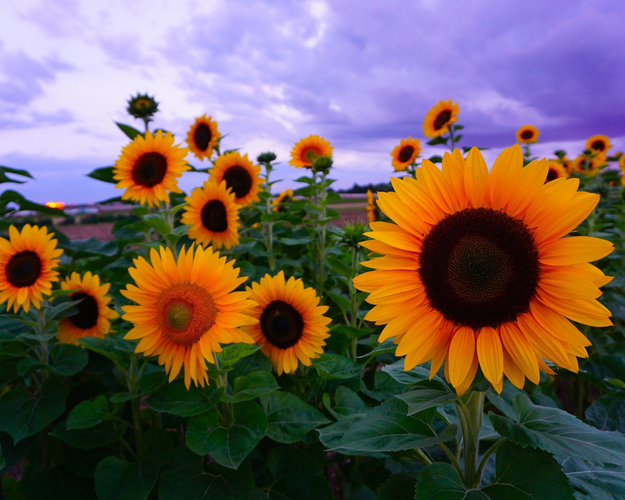 Желтые подсолнухи под красивым небом