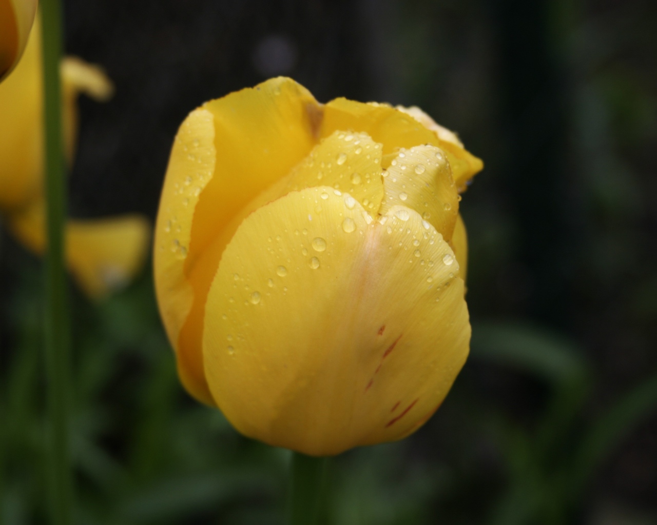 Желтый цветок тюльпана в каплях росы крупным планом