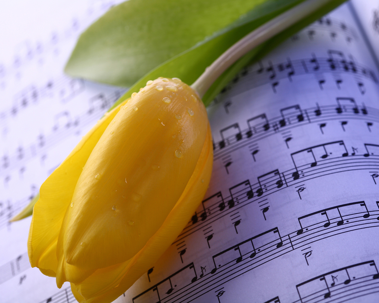 Желтый тюльпан лежит на нотах