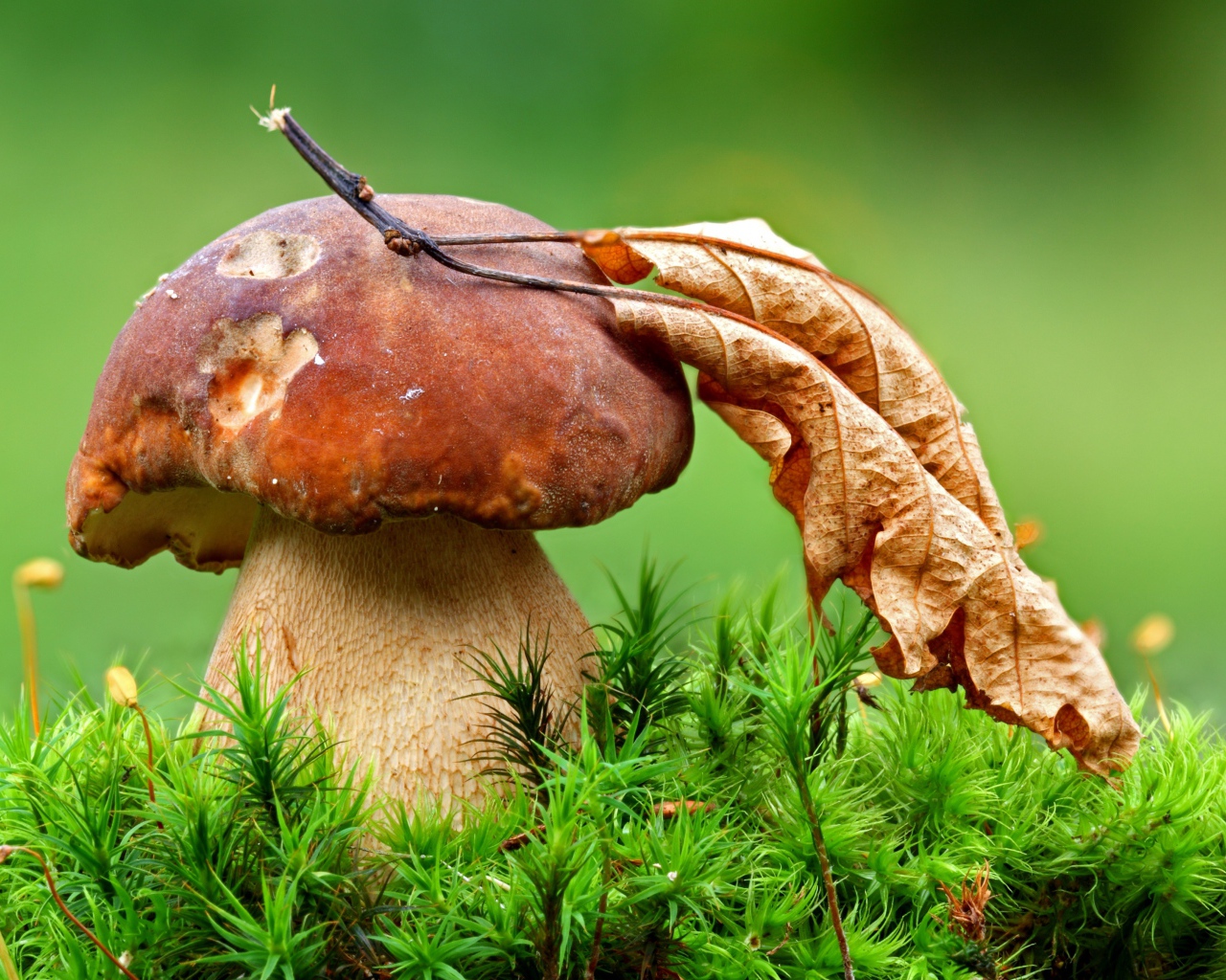 Гриб с опавшим сухим листом осенью 