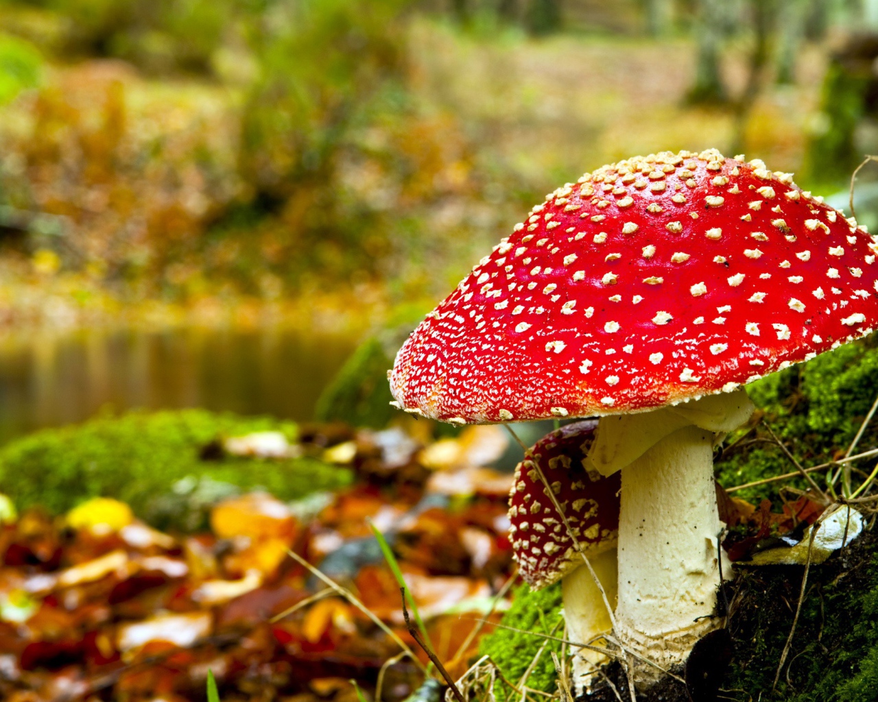 Красные мухоморы в лесу 