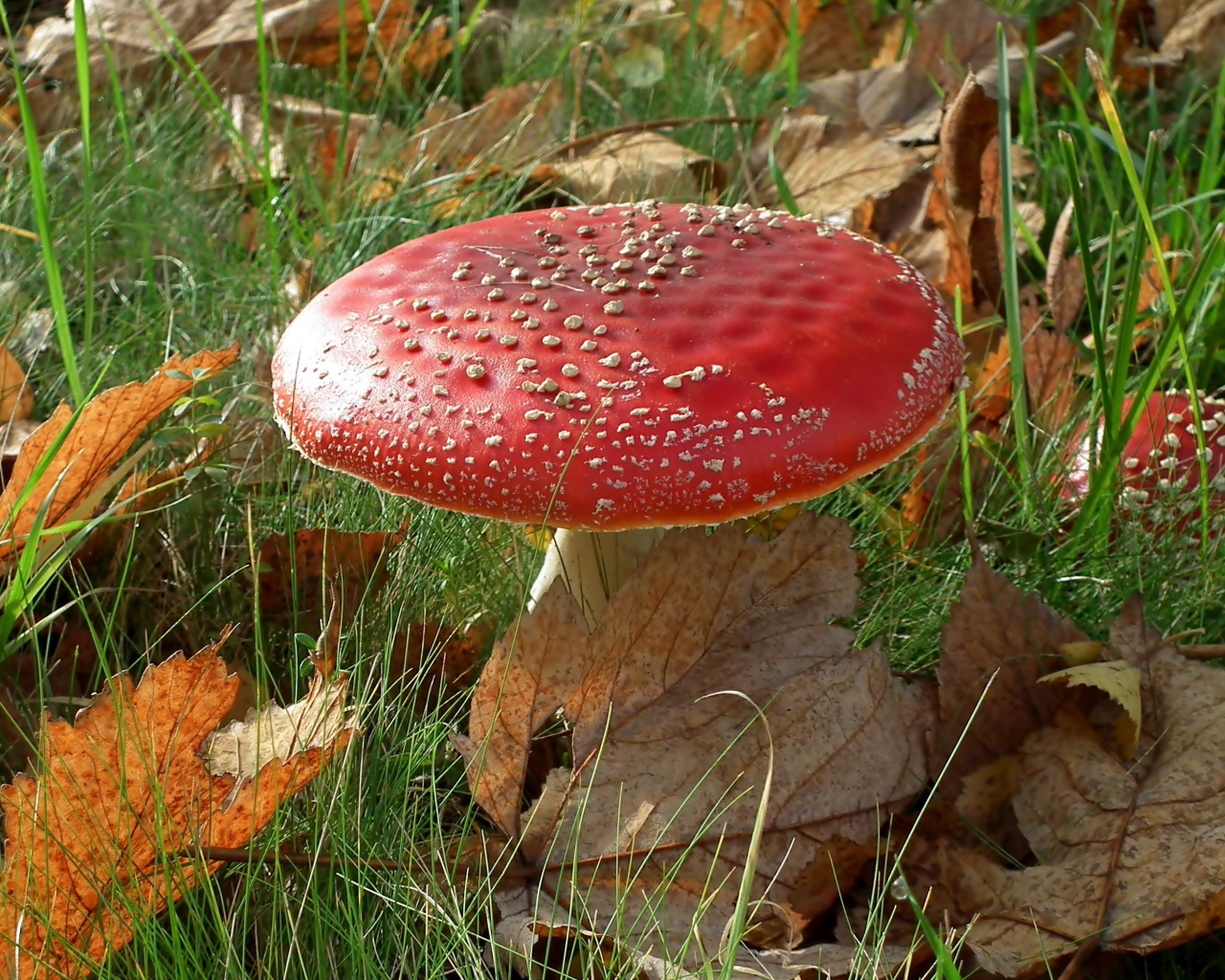 Красный большой мухомор в зеленой траве с желтыми листьями 
