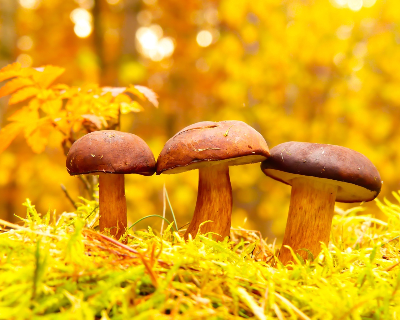 Три гриба в осеннем лесу 