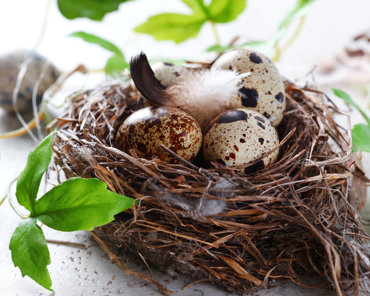 Гнездо с яйцами и зелеными листьями