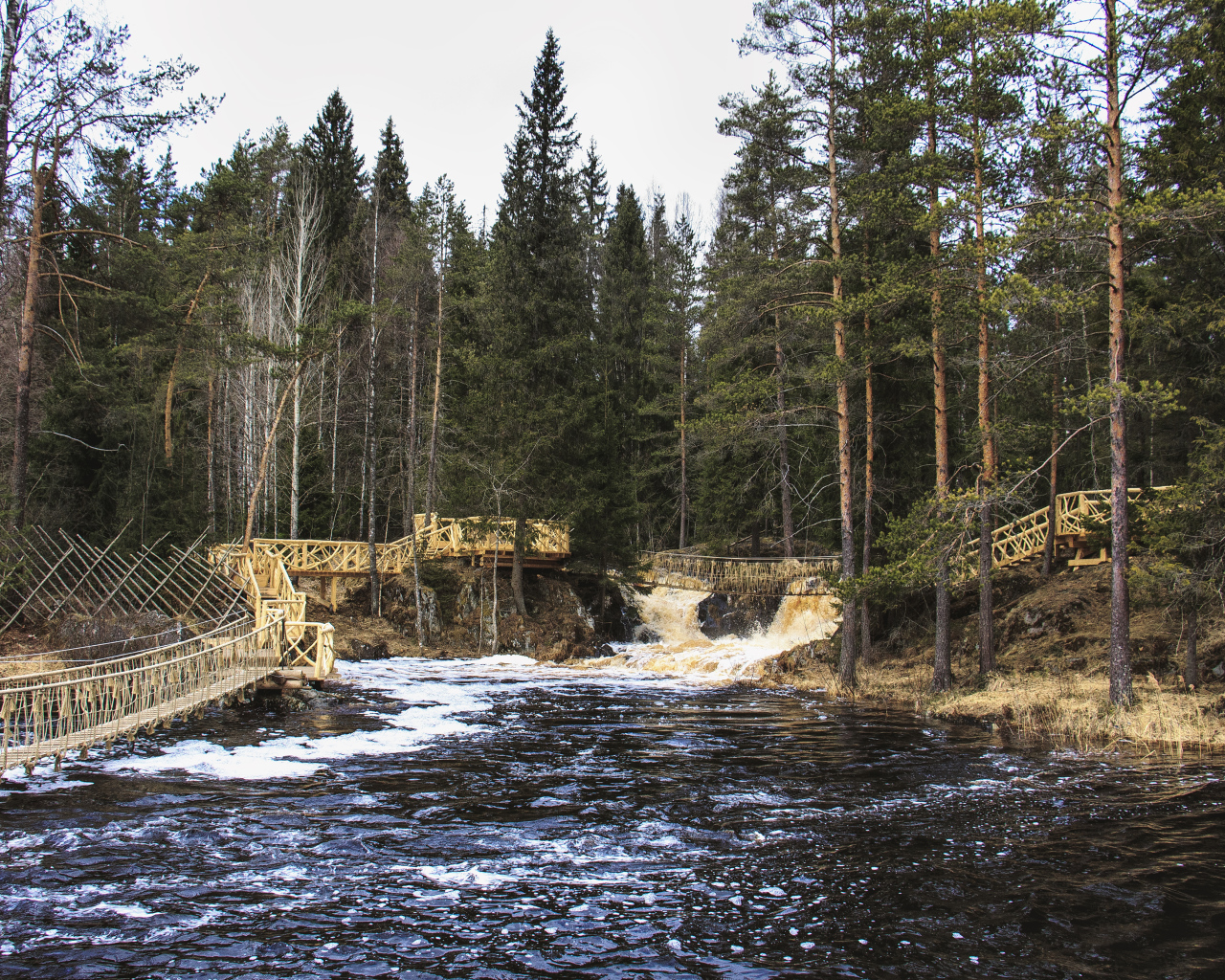 Быстрая река в хвойном лесу, Россия