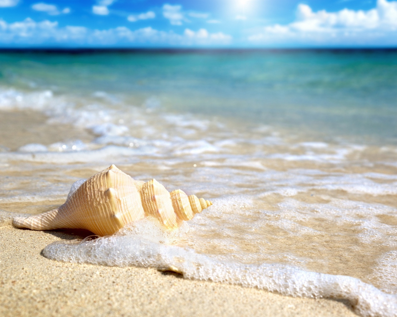 Большая ракушка лежит песке в морской пене