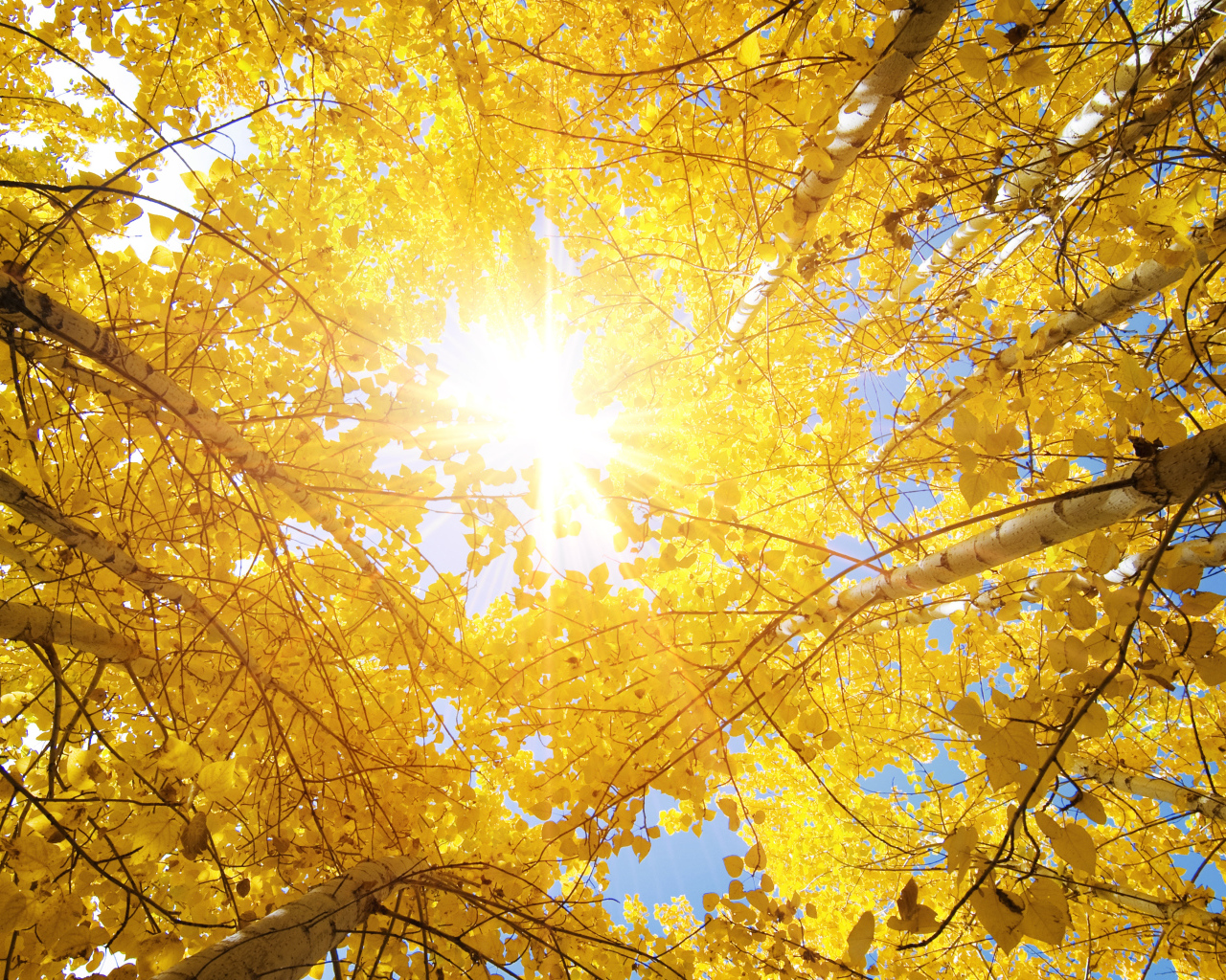 Яркое осеннее солнце пробивается сквозь желтые листья берез