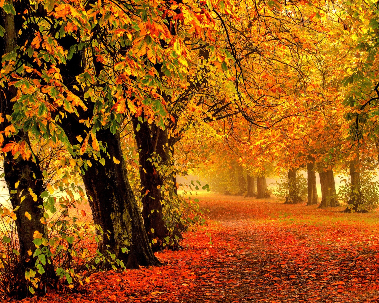 Яркие желтые листья падают на дорогу осенью
