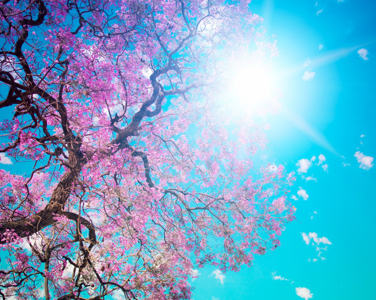 Яркое солнце освещает цветущее дерево весной