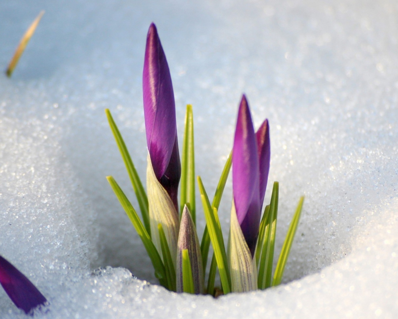 Цветы крокуса пробиваются сквозь снег весной