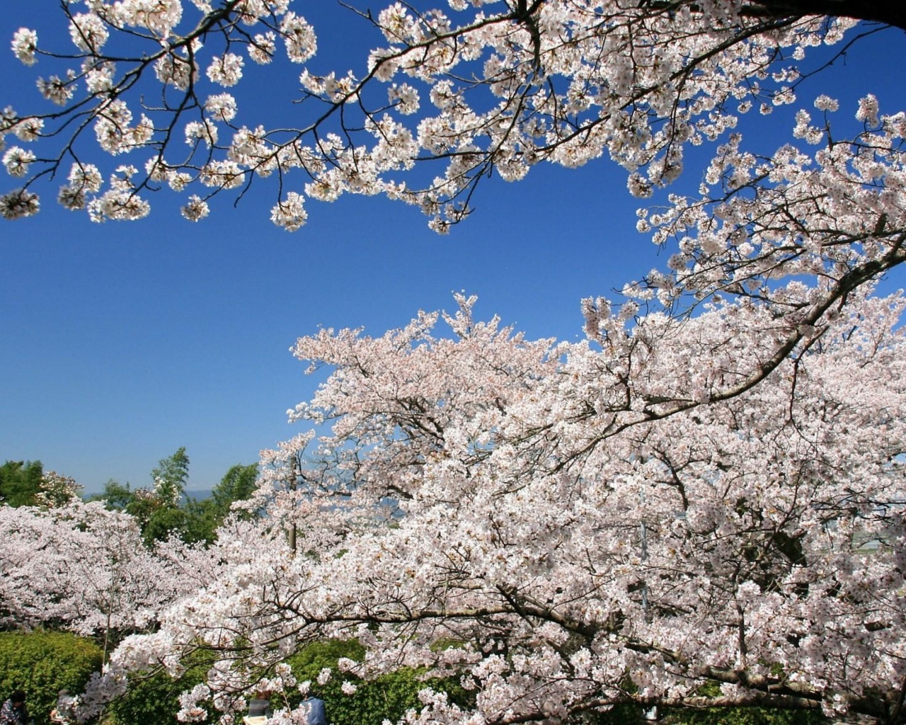 Цветущие абрикосовые деревья весной