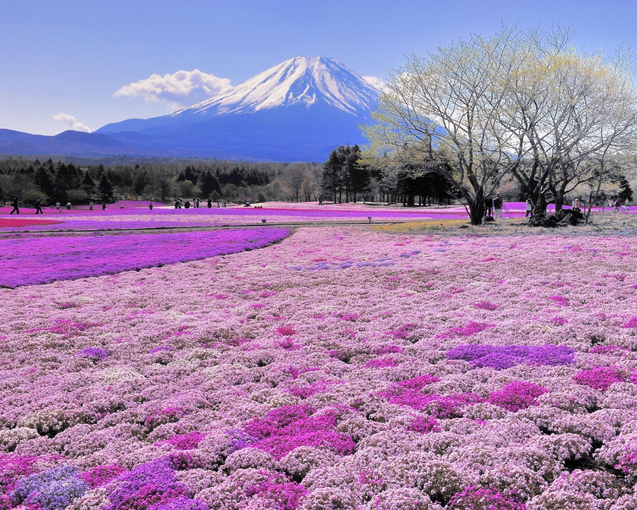 Красивые поля цветов на фоне вулкана Фудзияма, Япония