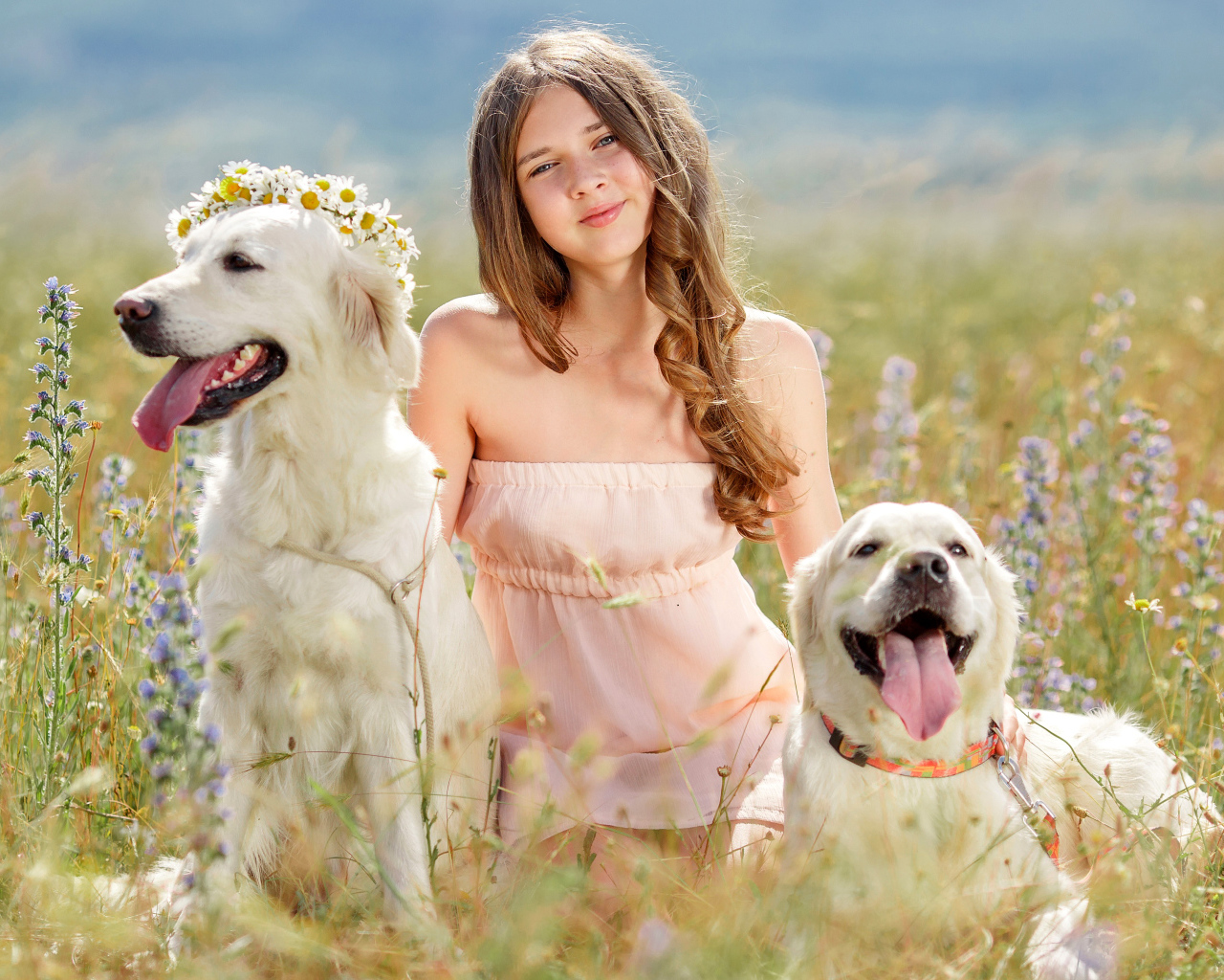 Красивая девочка шатенка с большими собаками на поле 