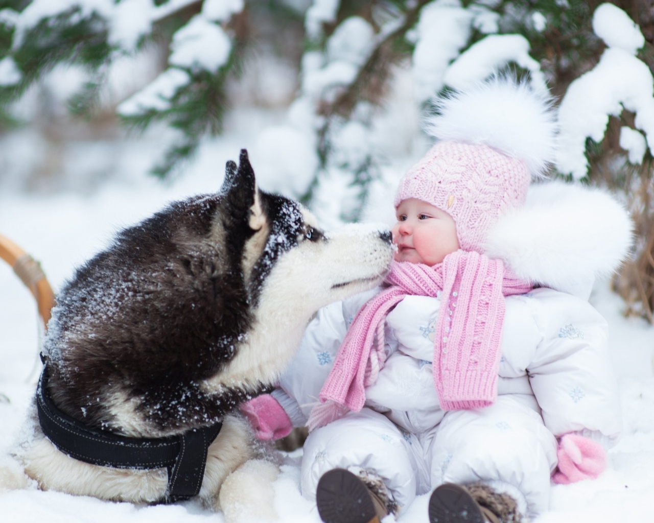 Грудной ребенок с собакой хаски на снегу