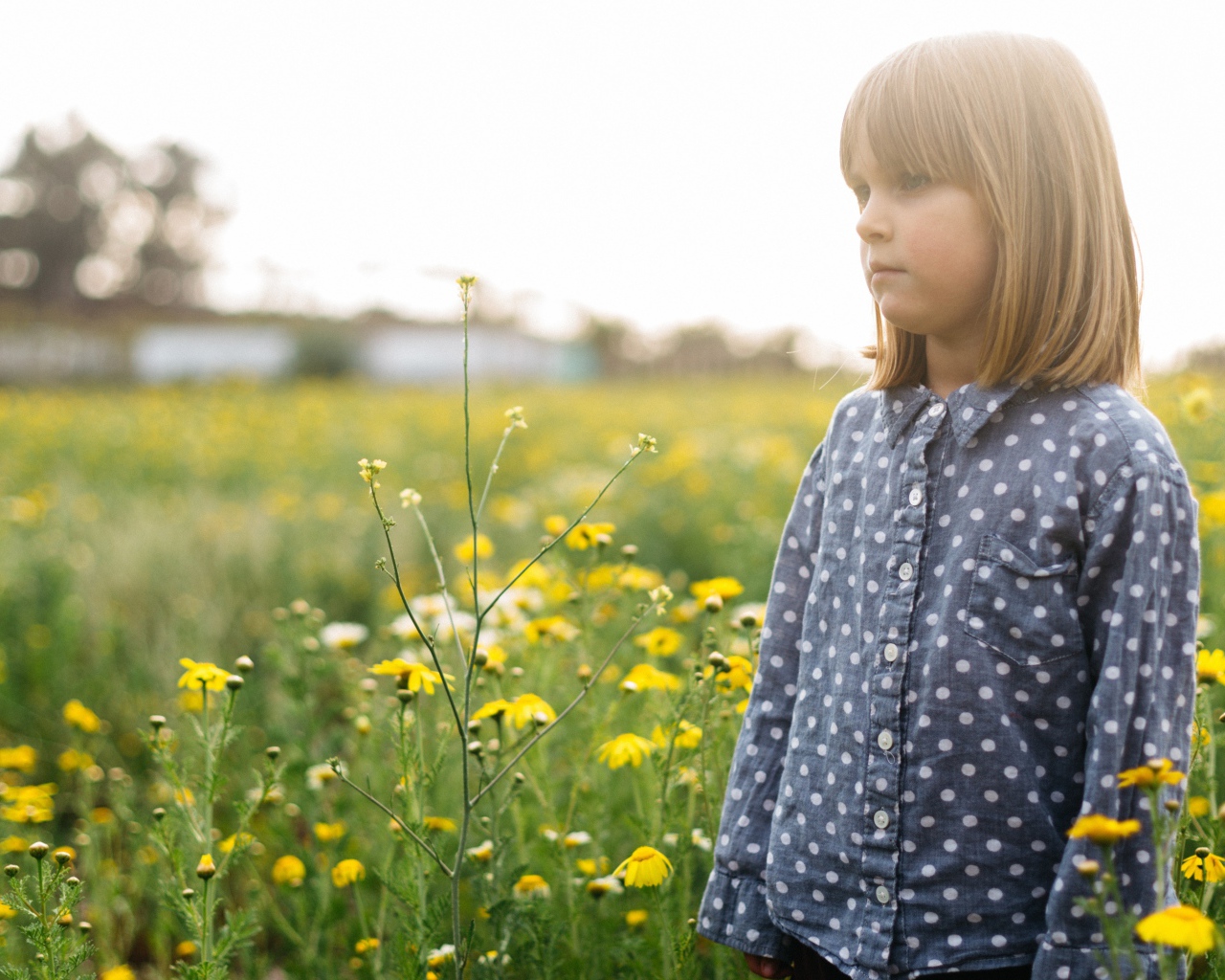 Маленькая девочка на поле с желтыми полевыми цветами