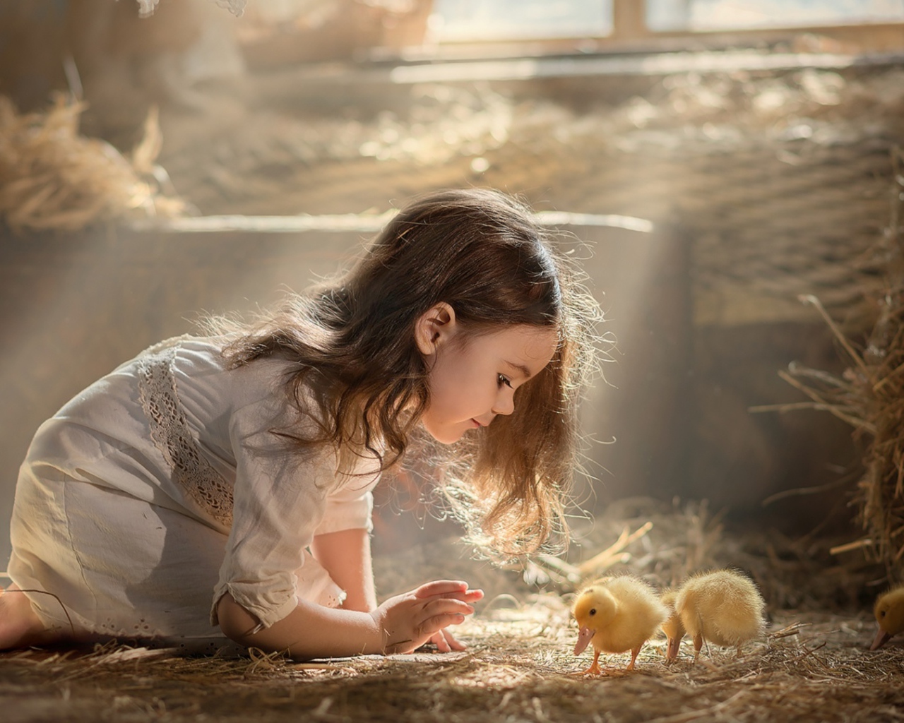 Маленькая девочка с утятами в сарае 