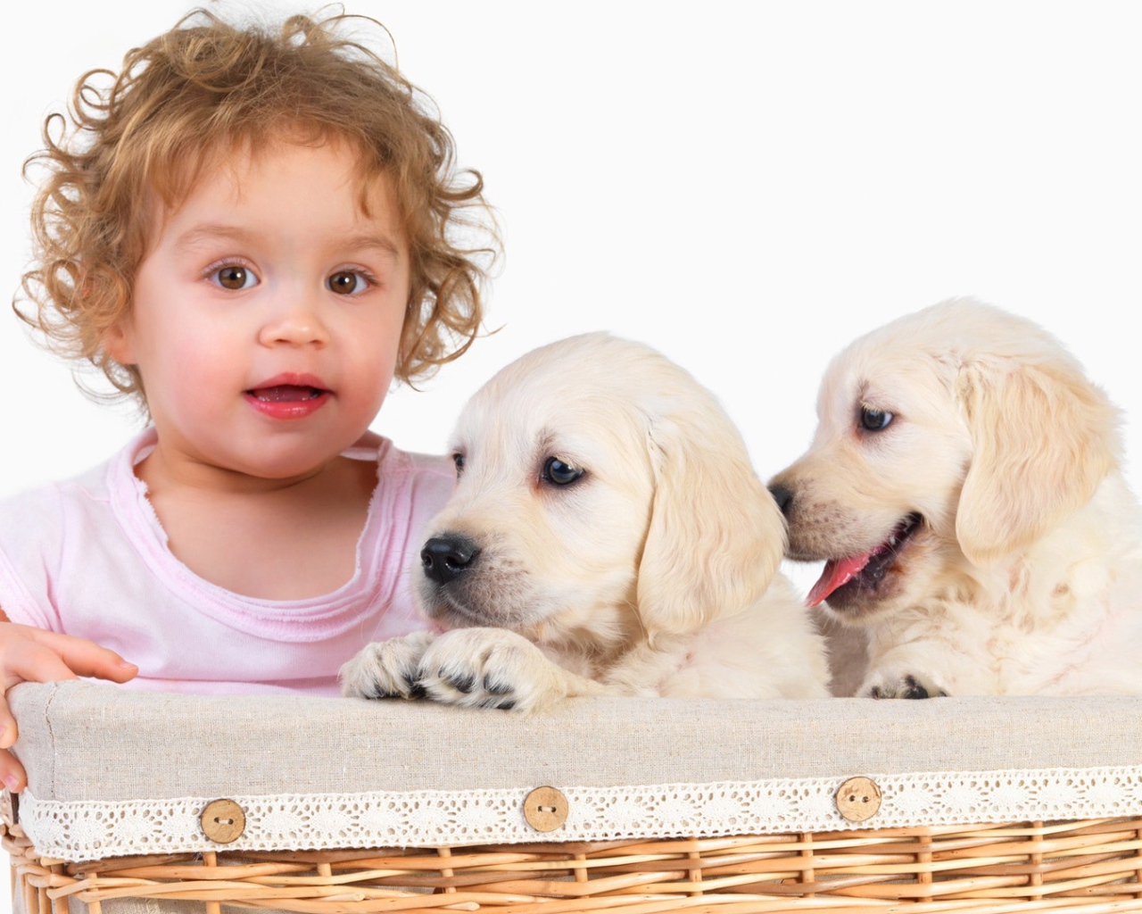 Маленькая девочка с щенками золотистого ретривера в корзине