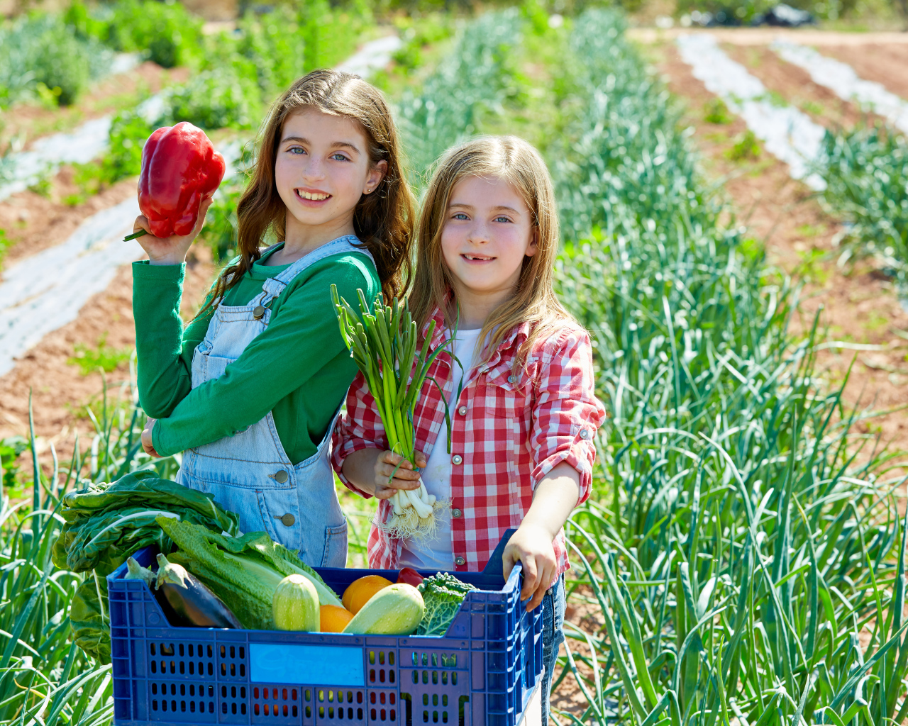 Две маленькие девочки собирают овощи на огороде