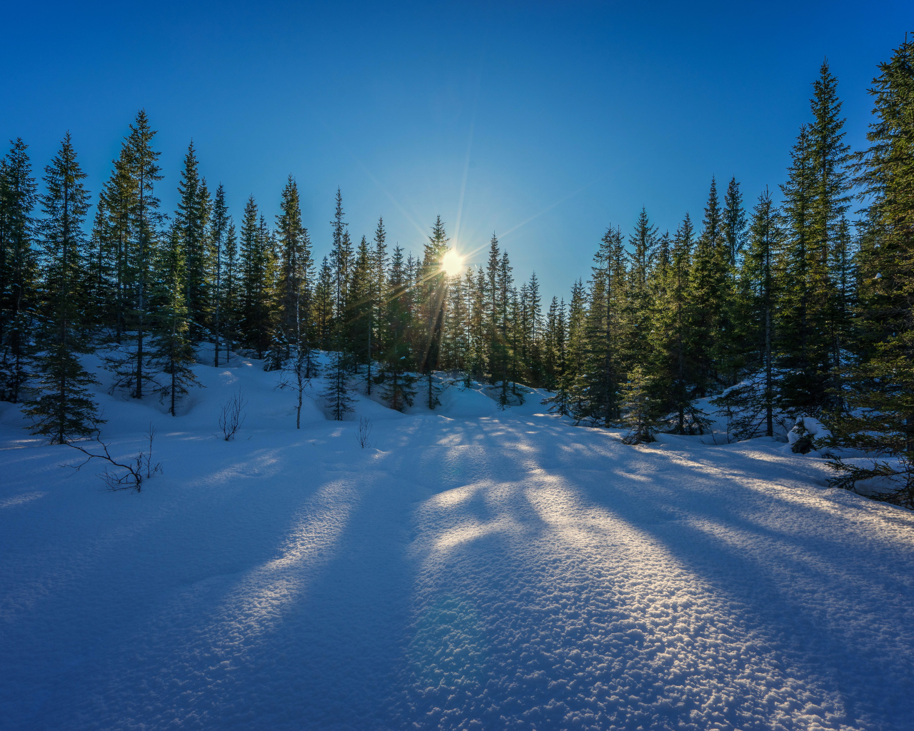 The sun breaks through the green spruces in the forest in winter