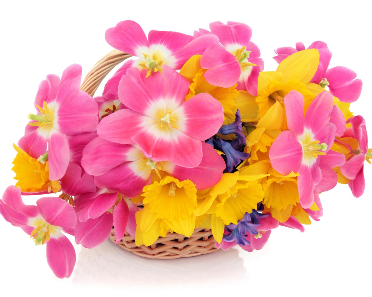 Розовые тюльпаны, нарциссы и гиацинты в корзине на белом фоне