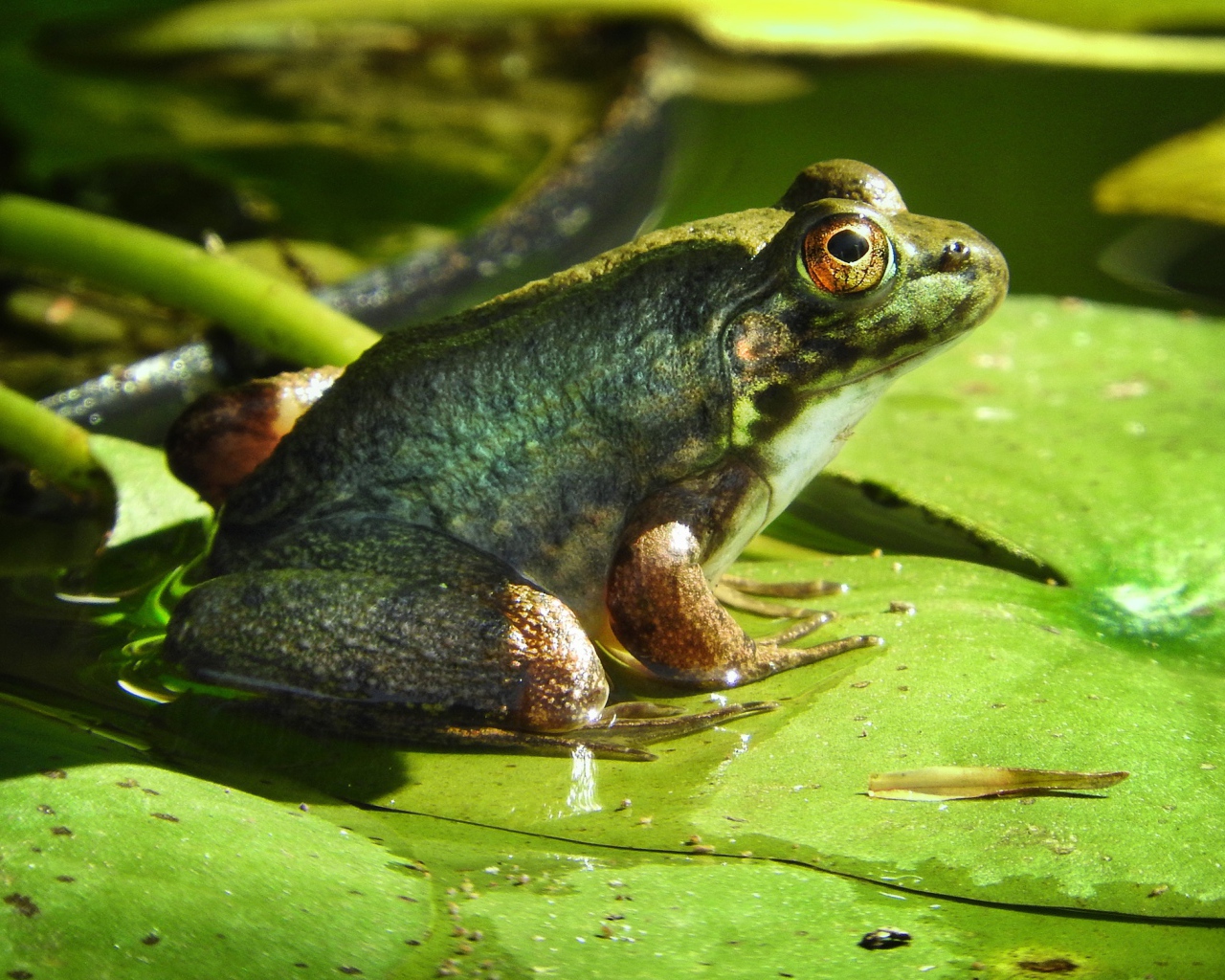 Большая зеленая жаба сидит на зеленом листе 