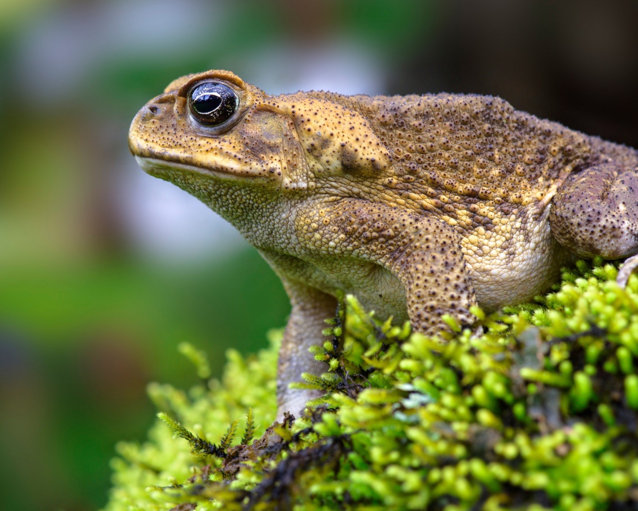Большая жаба сидит на покрытом мхом камне