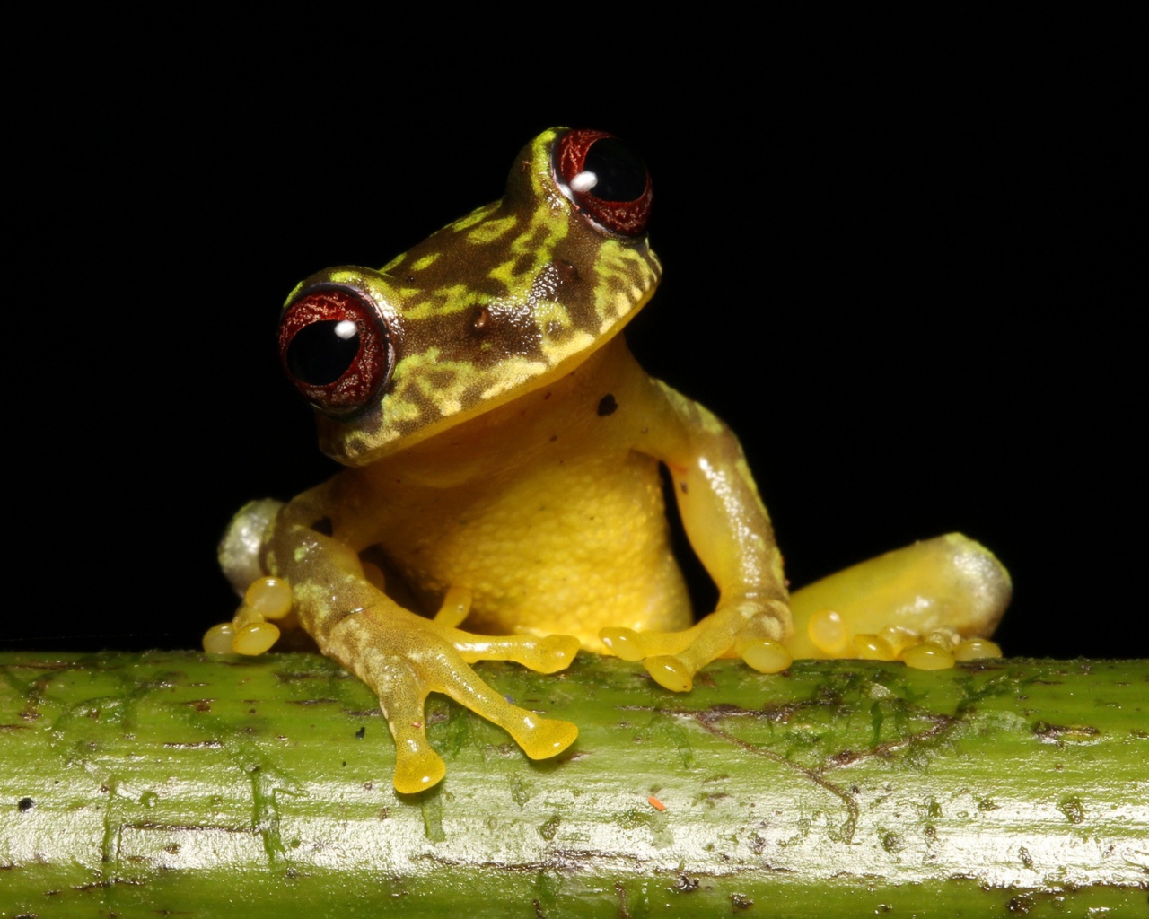 Забавная лягушка сидит на зеленой ветке на черном фоне