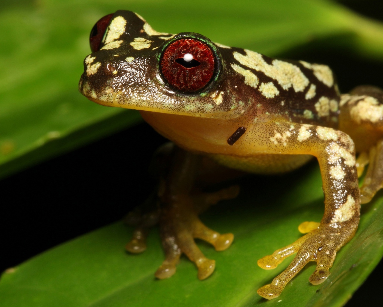 Большая лягушка с красными глазами на зеленом листе