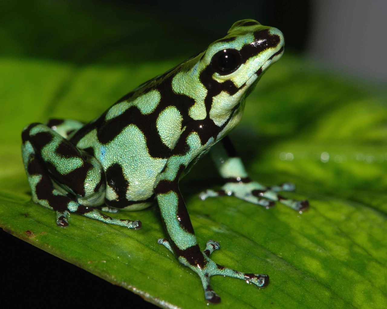 Черно зеленая ядовитая лягушка сидит на зеленом листе