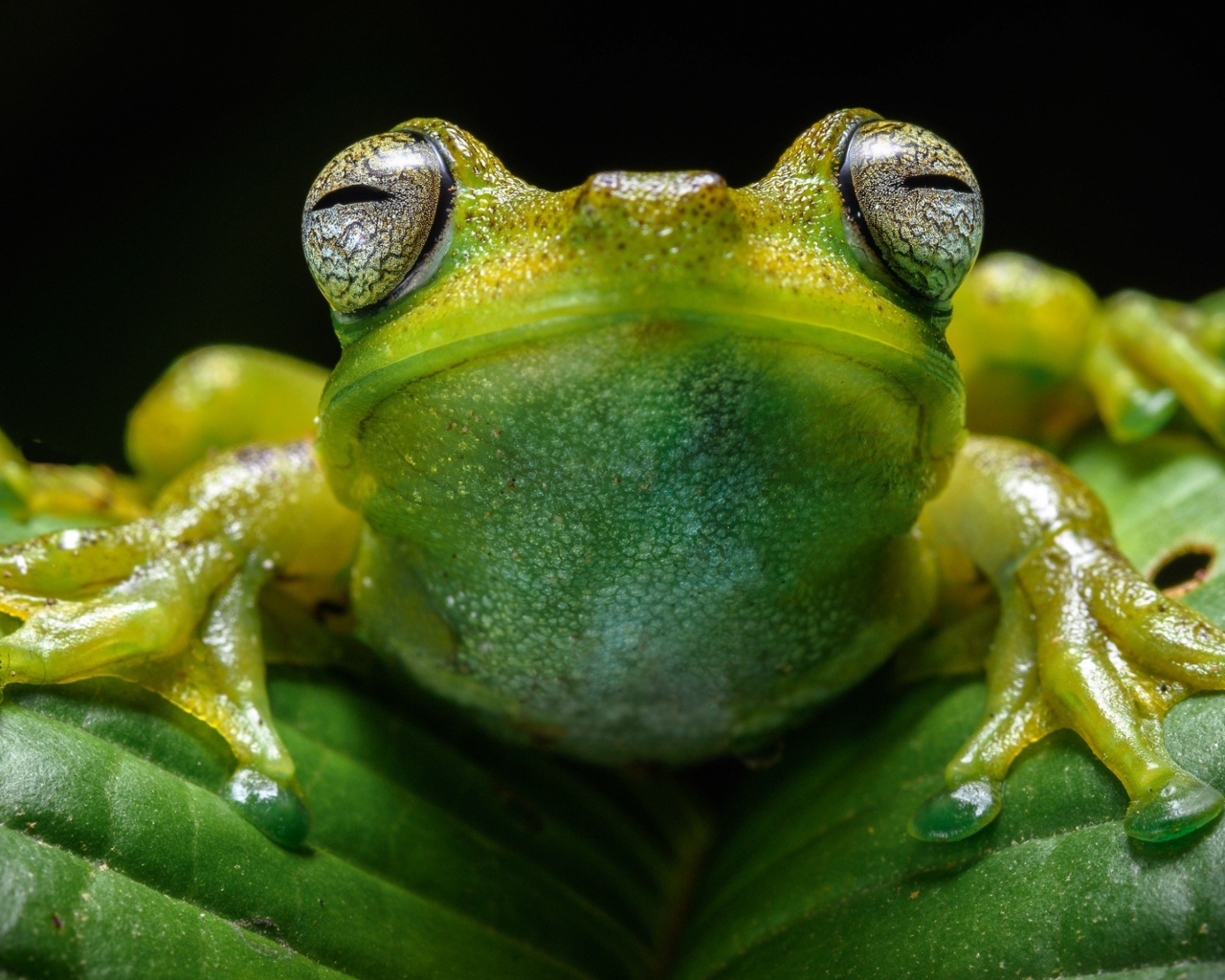 Лягушка на зеленом листе крупным планом