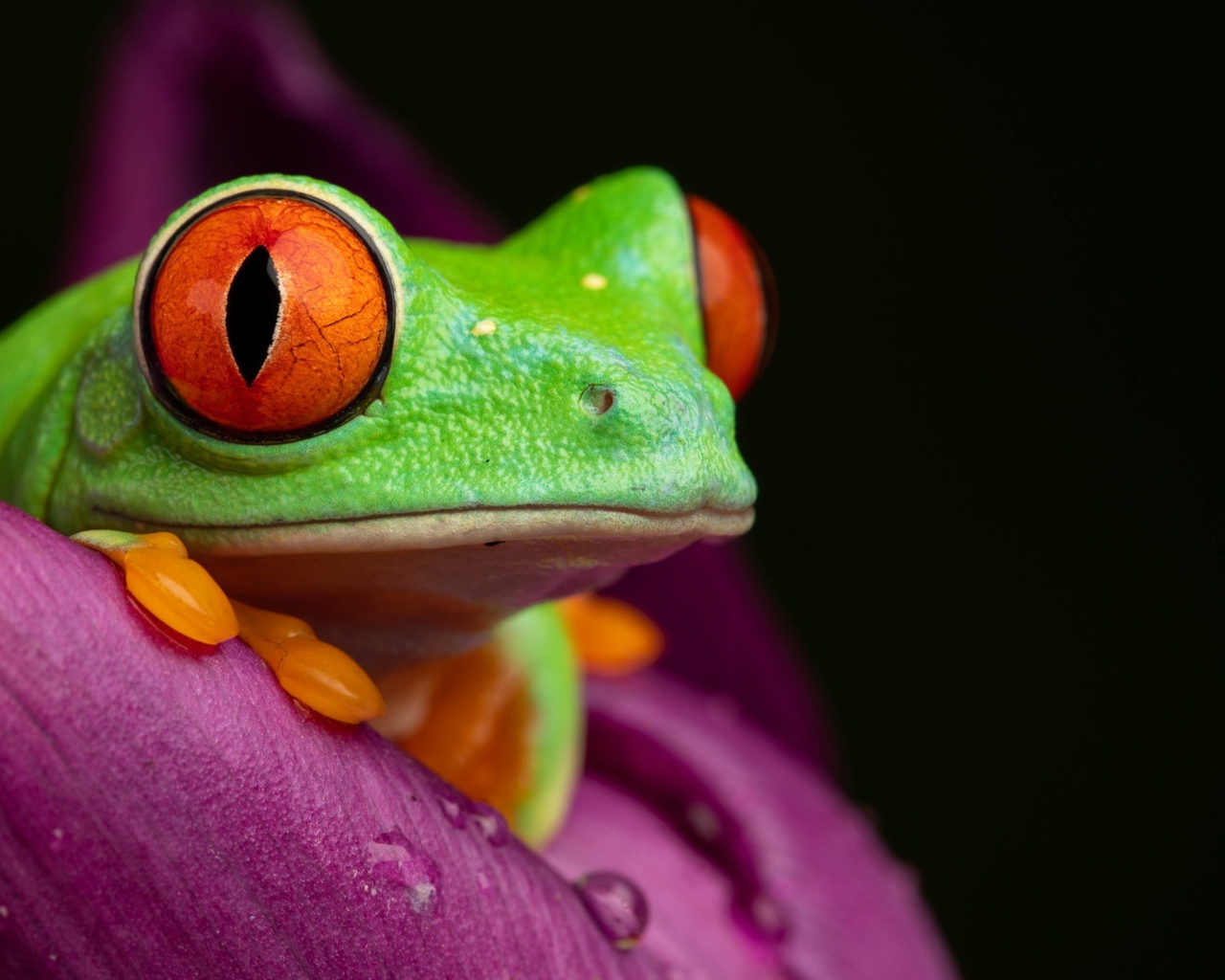 Зеленая лягушка Красноглазая Квакша на цветке