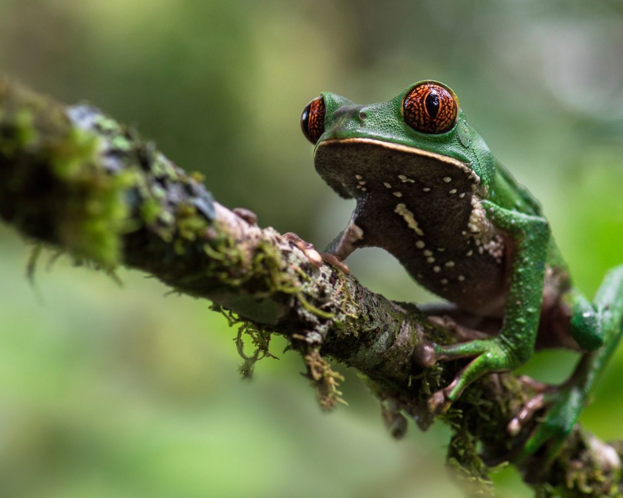 Зеленая лягушка сидит на ветке 