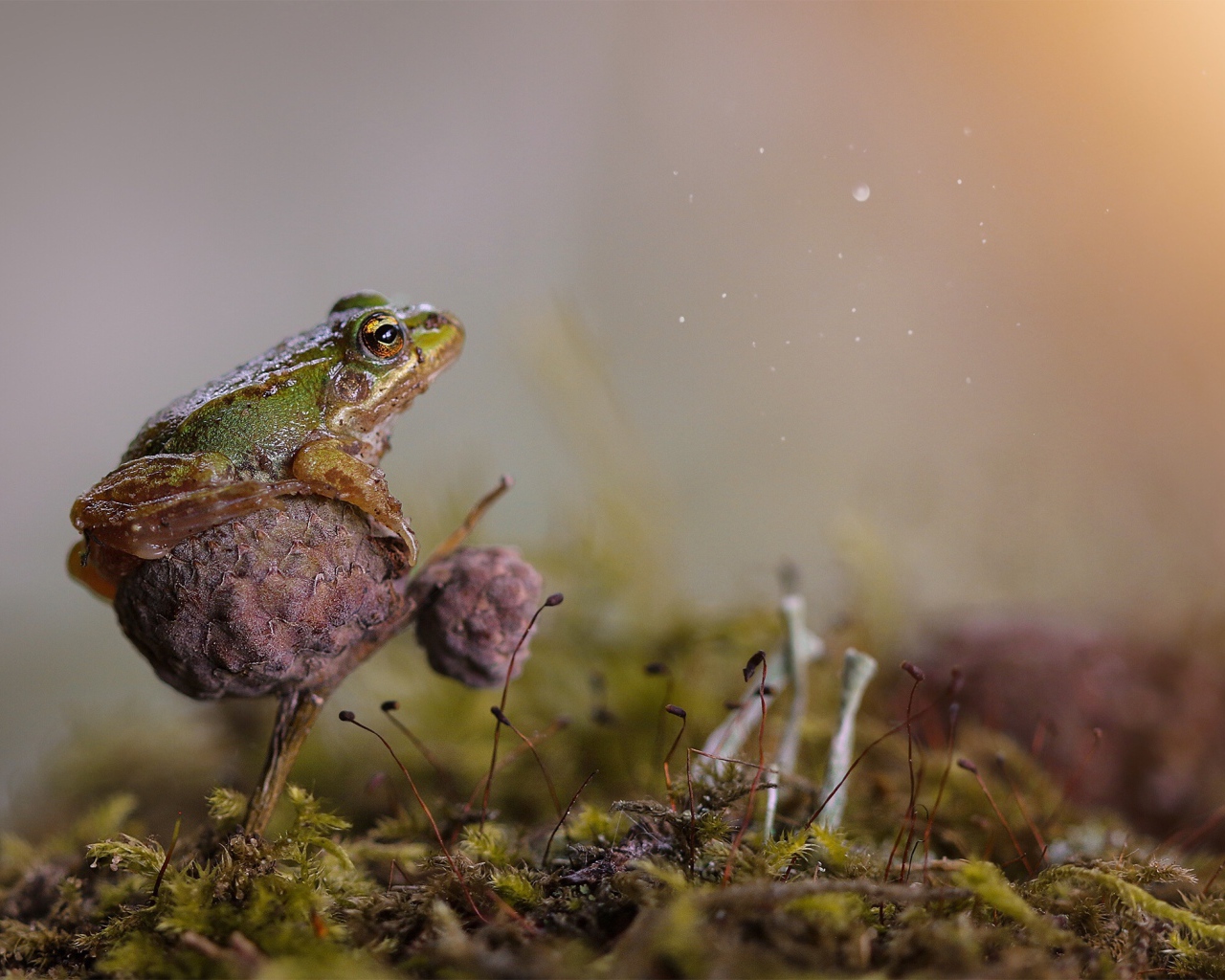 Зеленая лягушка сидит на грибе