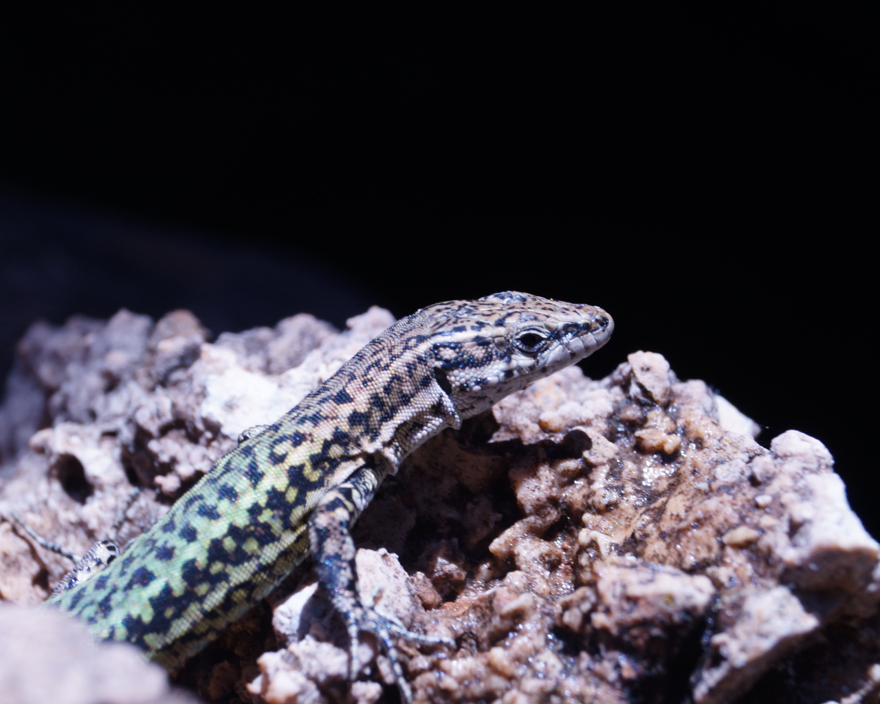 Маленькая ящерица сидит на камне 