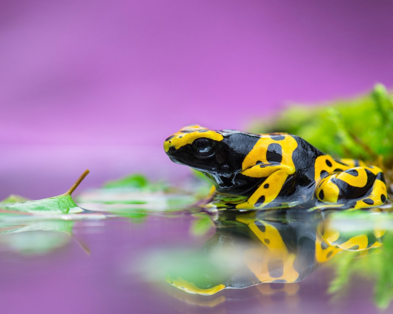 Poisonous frog tree frog in water