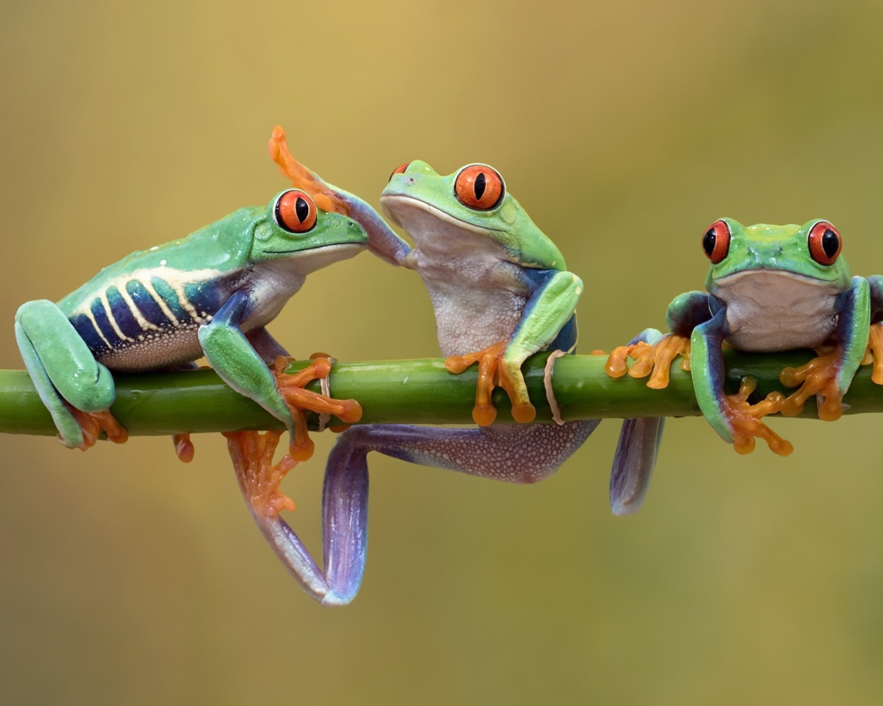 Три красноглазых квакши на ветке 