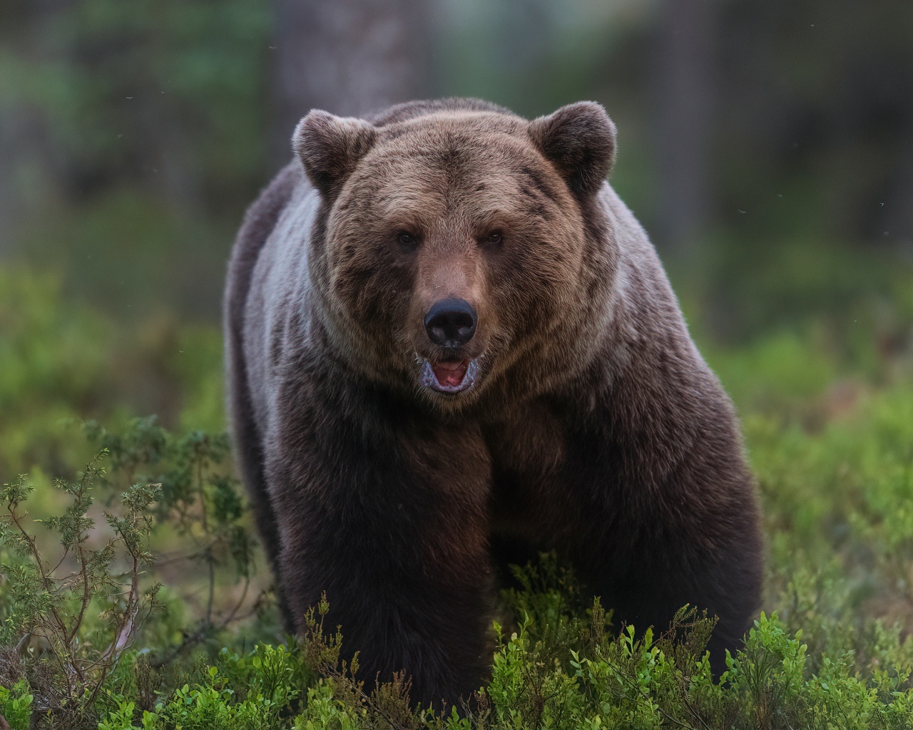 A large, menacing brown bear walks through the forest.