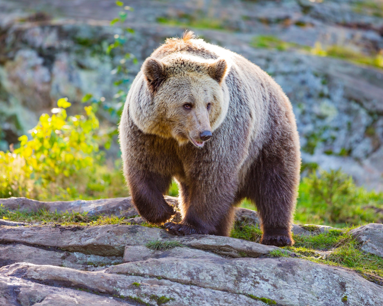 Большая бурая медведица идет по камням