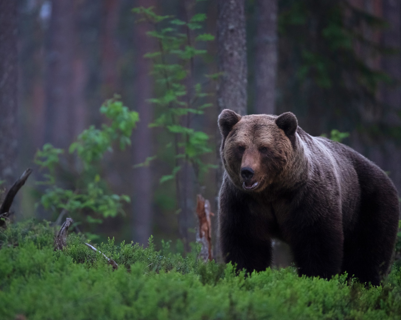 Big brown bear in a moss-covered forest