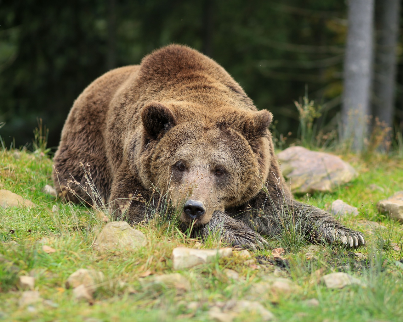 Big brown bear lies on the ground with stones