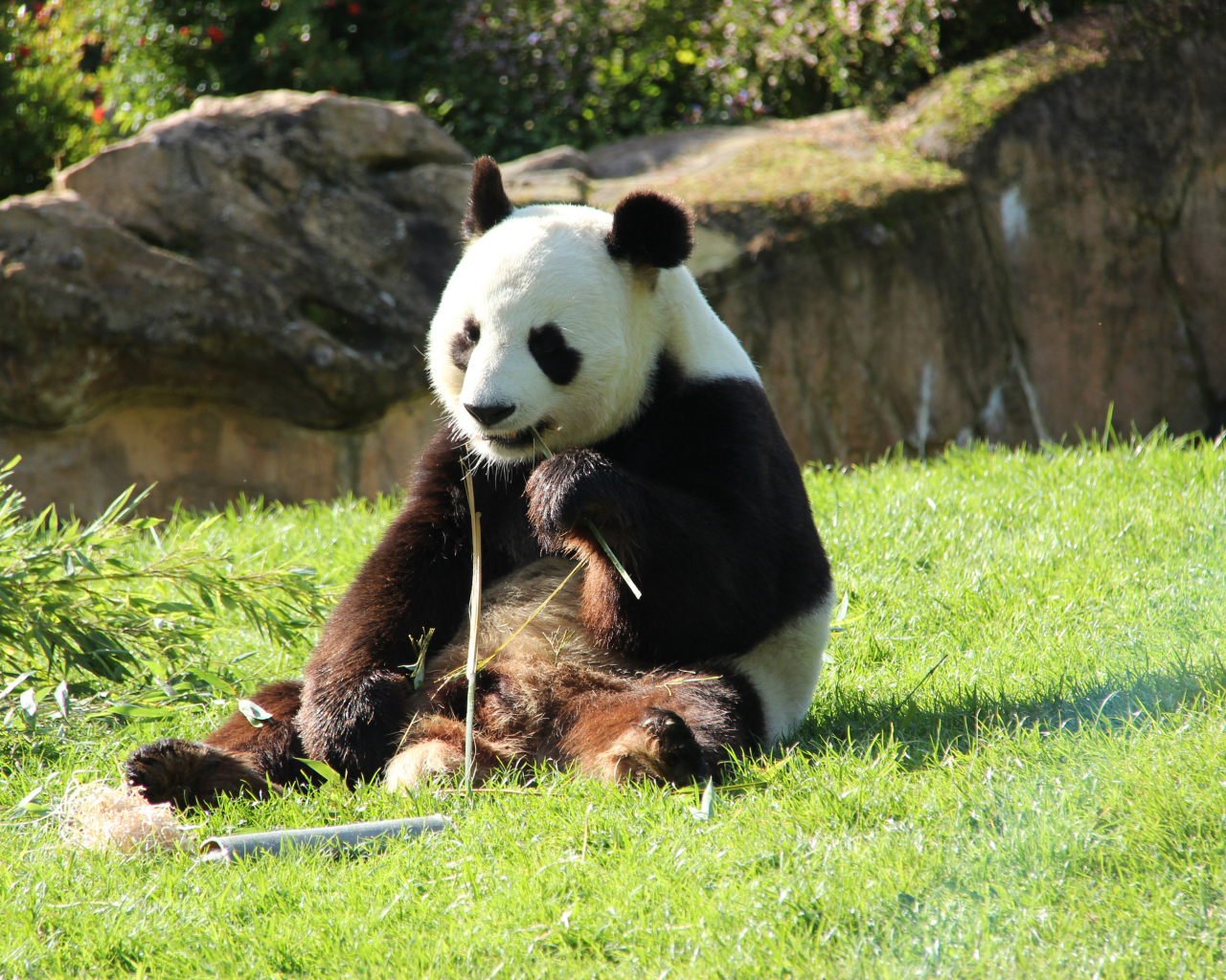 Большая панда грызет бамбук на зеленой траве