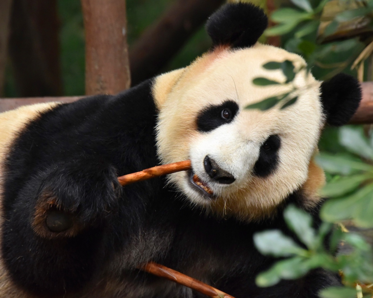 Большая панда в зоопарке грызет ветку